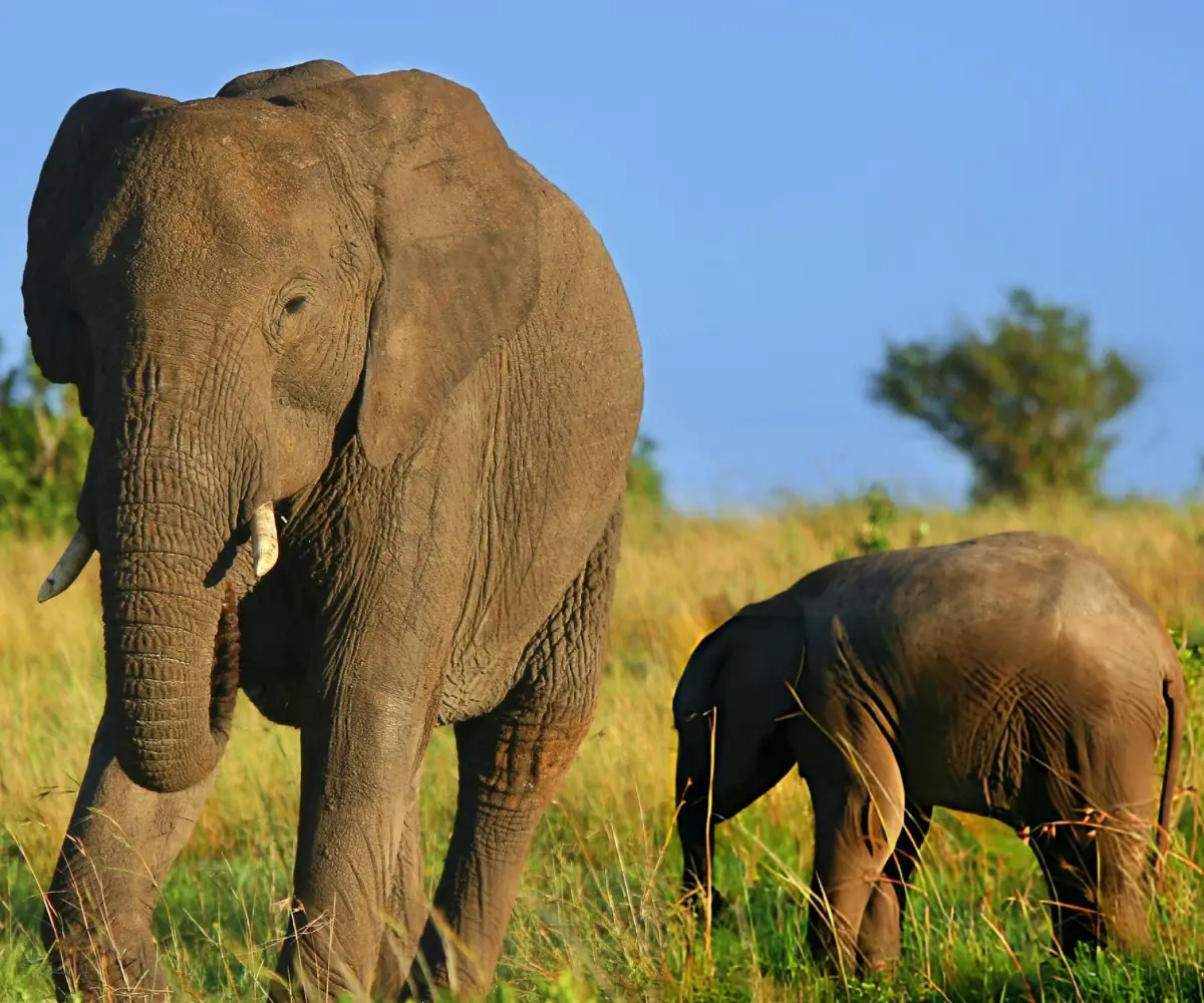 Lifetime Safaris