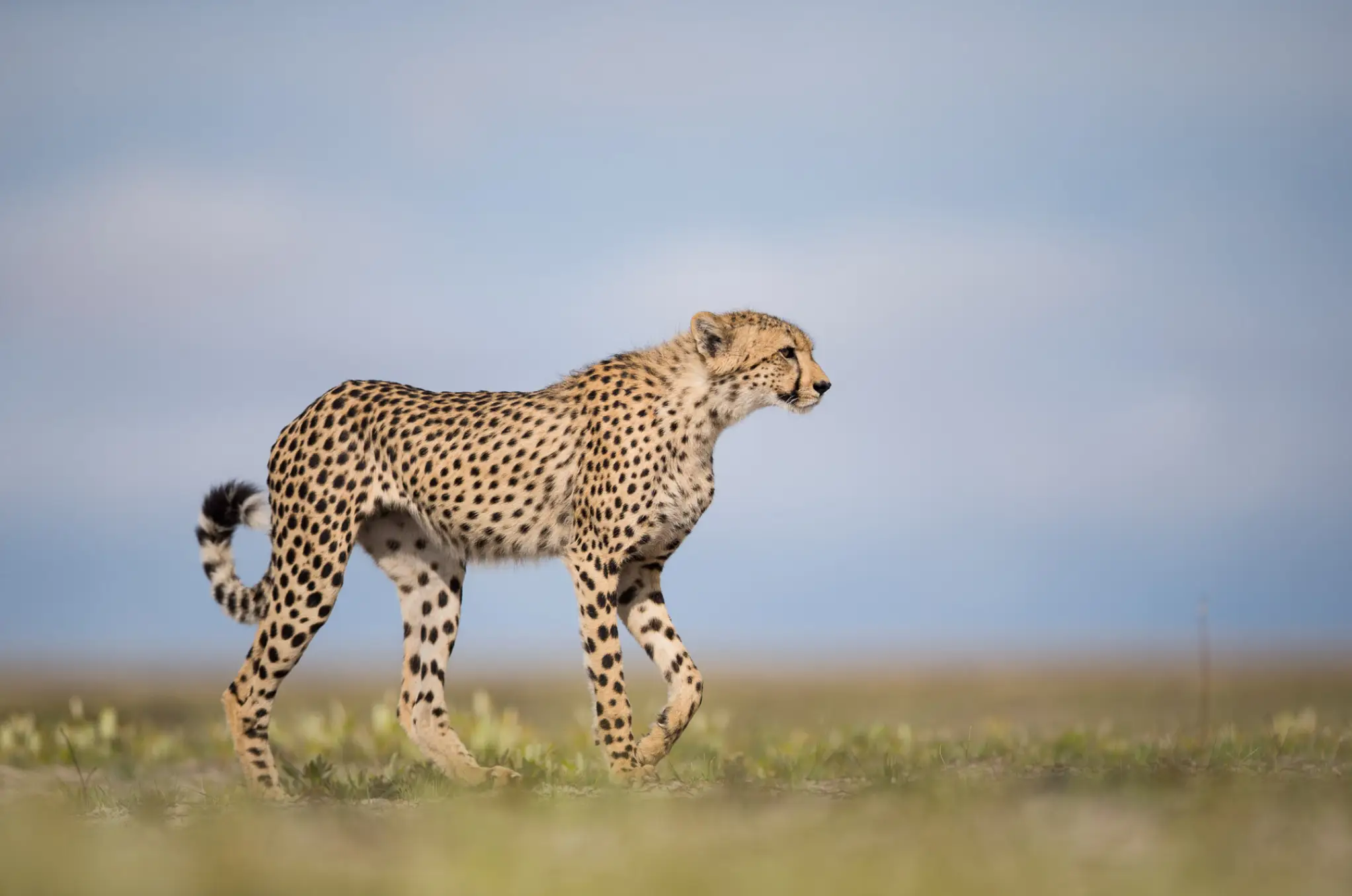 Lifetime Safaris