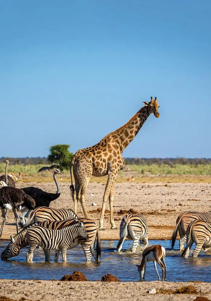 Lifetime Safaris