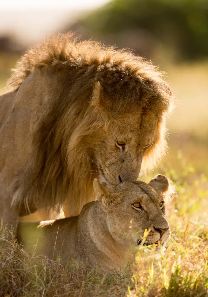 Lifetime Safaris