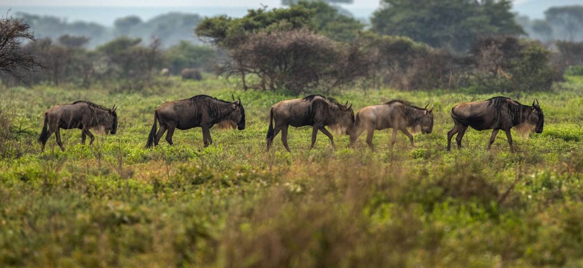 Lions in Serengeti vs. Maasai Mara