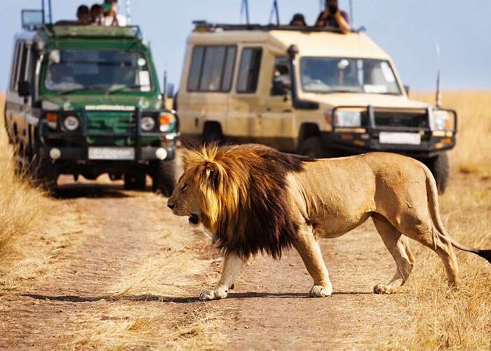 Serengeti National Park Safari Tours