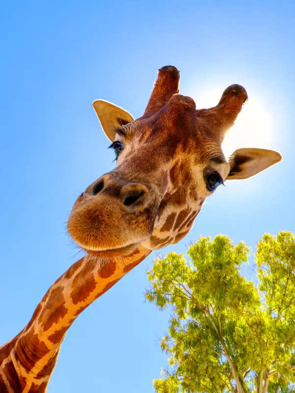 Wildlife