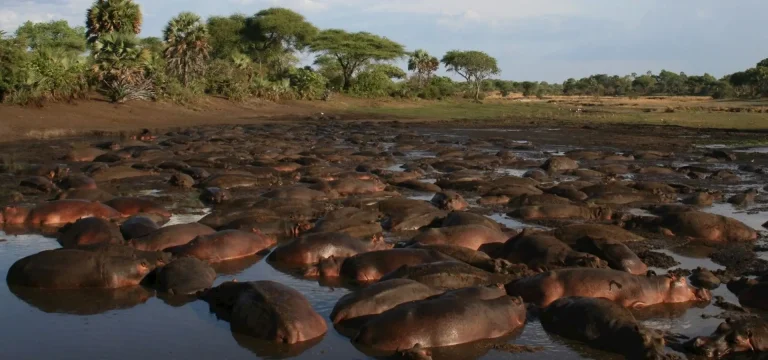 10  Days  Katavi, Mahale & Gombe Safari – Fly-In Tanzania Chimpanzee & Wildlife Tour