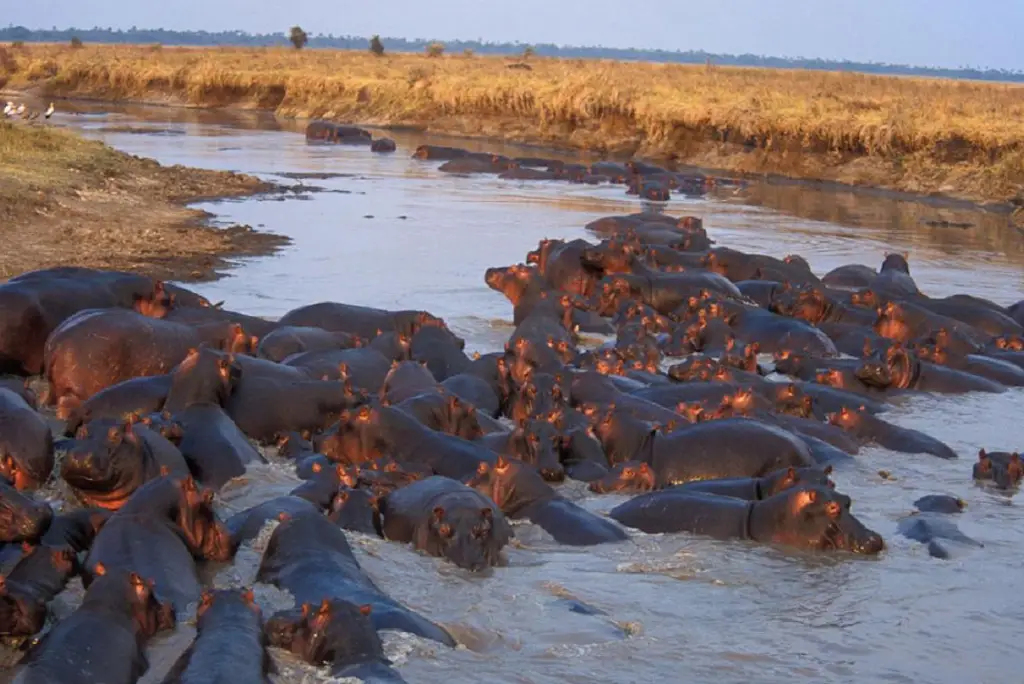 10-day-katavi-mahale-gombe-safari-itinerary2