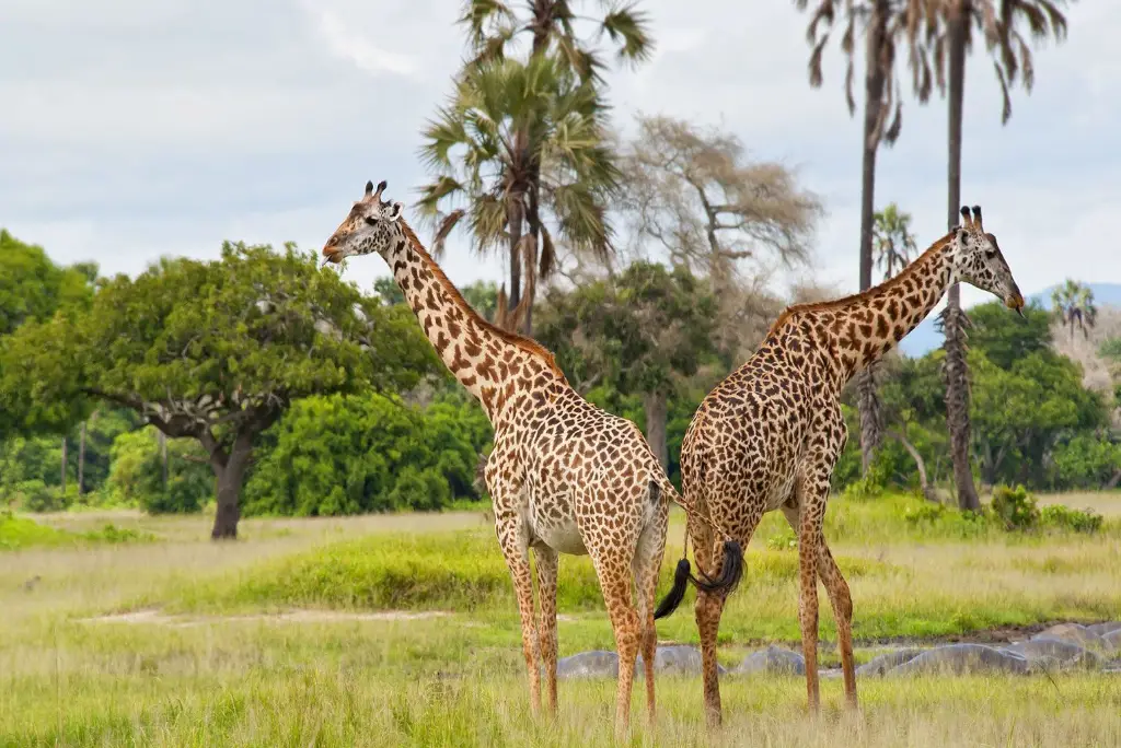 10-day-katavi-mahale-gombe-safari-itinerary3