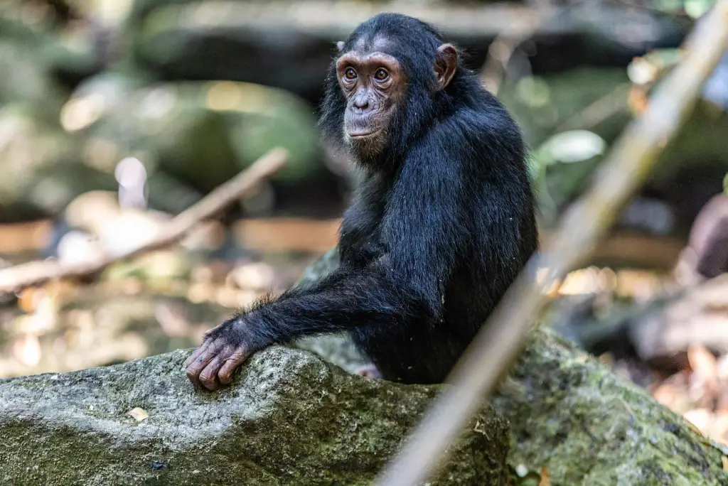 10-day-katavi-mahale-gombe-safari-itinerary7