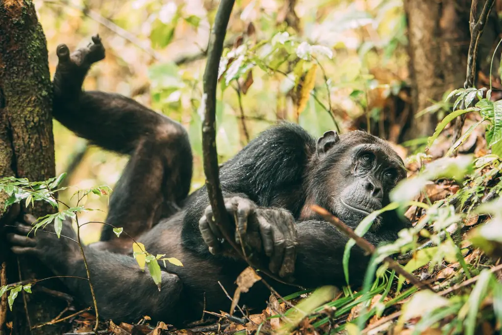 10-day-katavi-mahale-gombe-safari-itinerary8