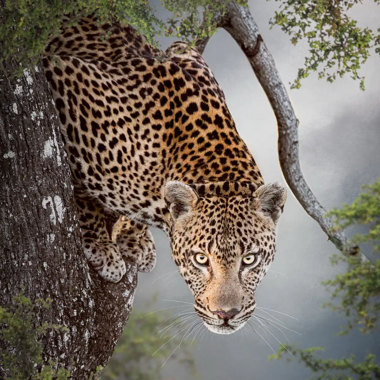 Masai Mara Wildlife Attractions