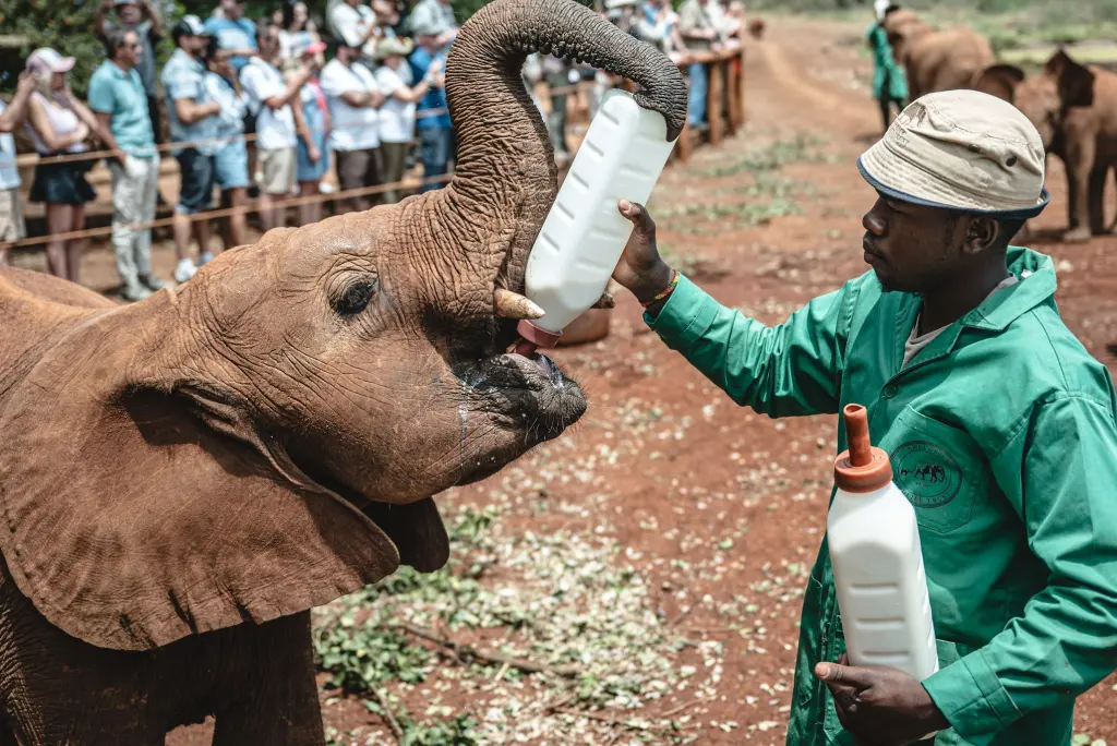 Nairobi – Elephant Encounters
