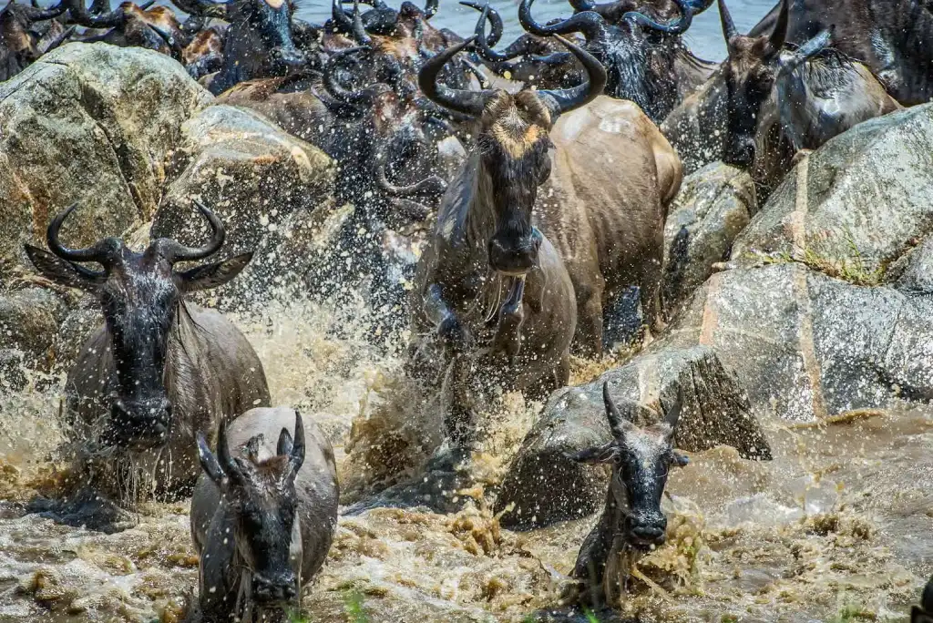 Serengeti Migrations