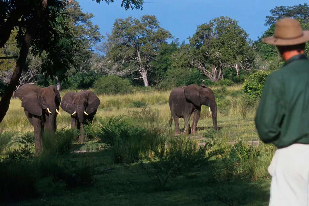 10-day-selous-ruaha-mafia-safari-itinerary3