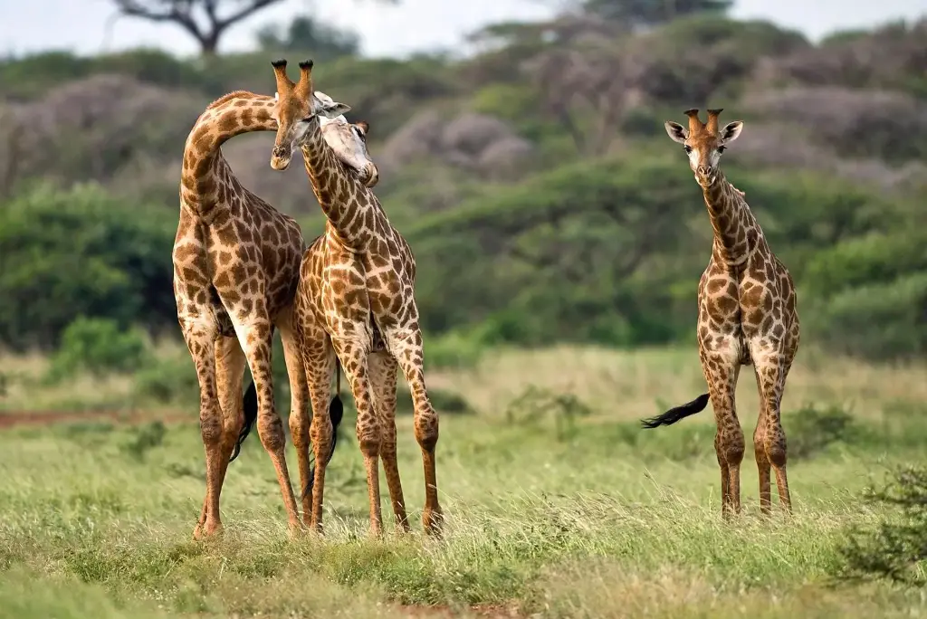 10-day-selous-ruaha-mafia-safari-itinerary4