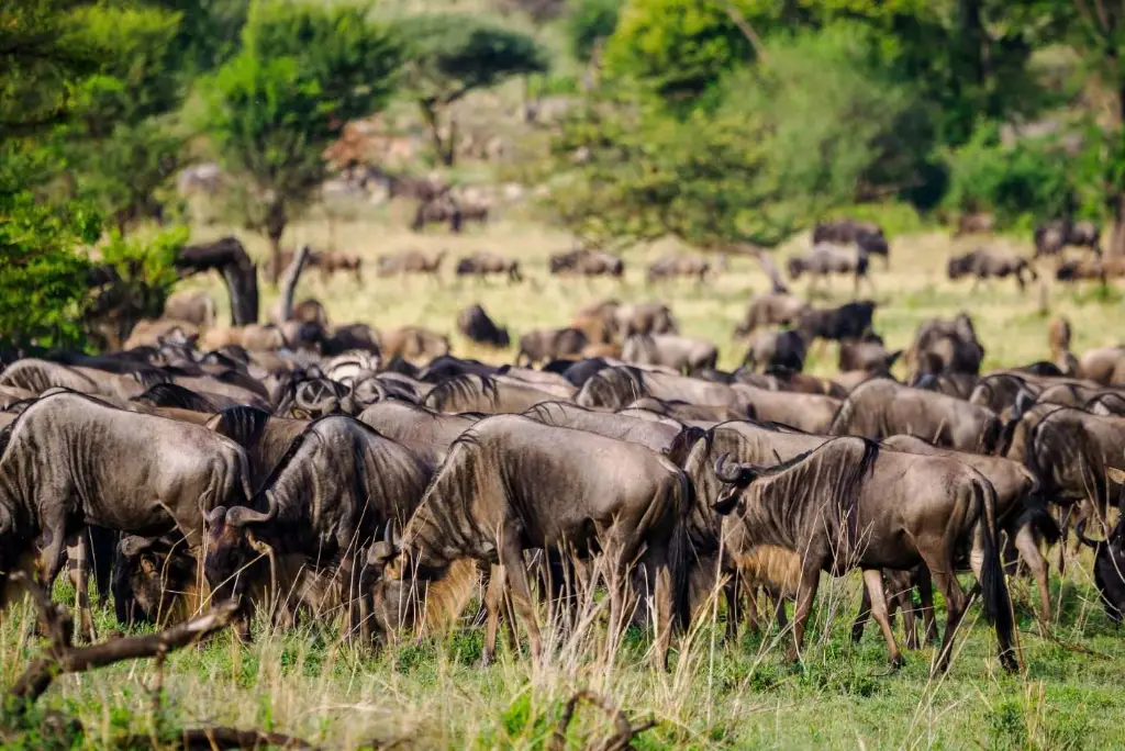 10-day-serengeti-migration-safari-itinerary4