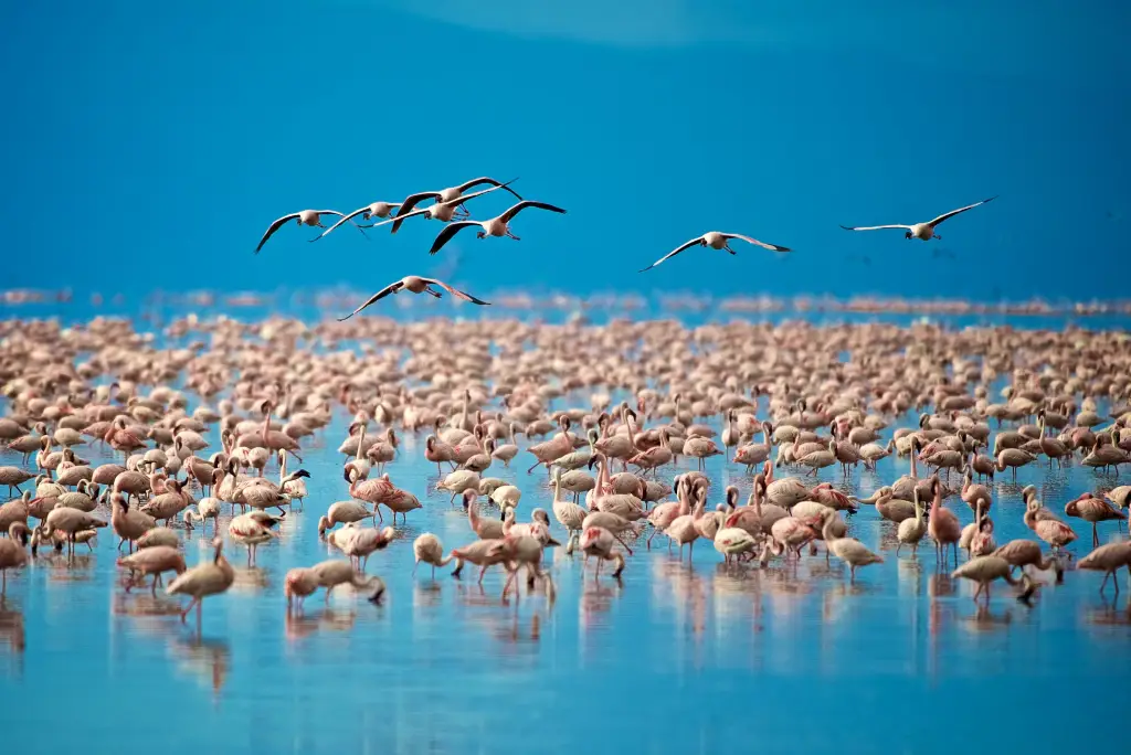 10-day-serengeti-migration-safari-itinerary8