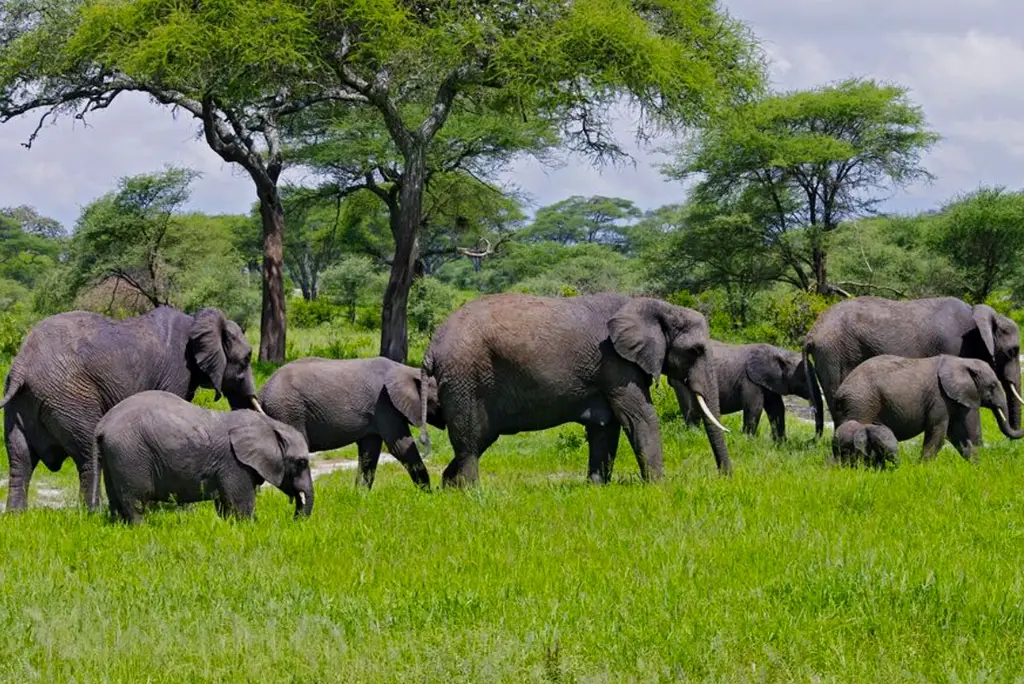10-day-serengeti-migration-safari-itinerary9