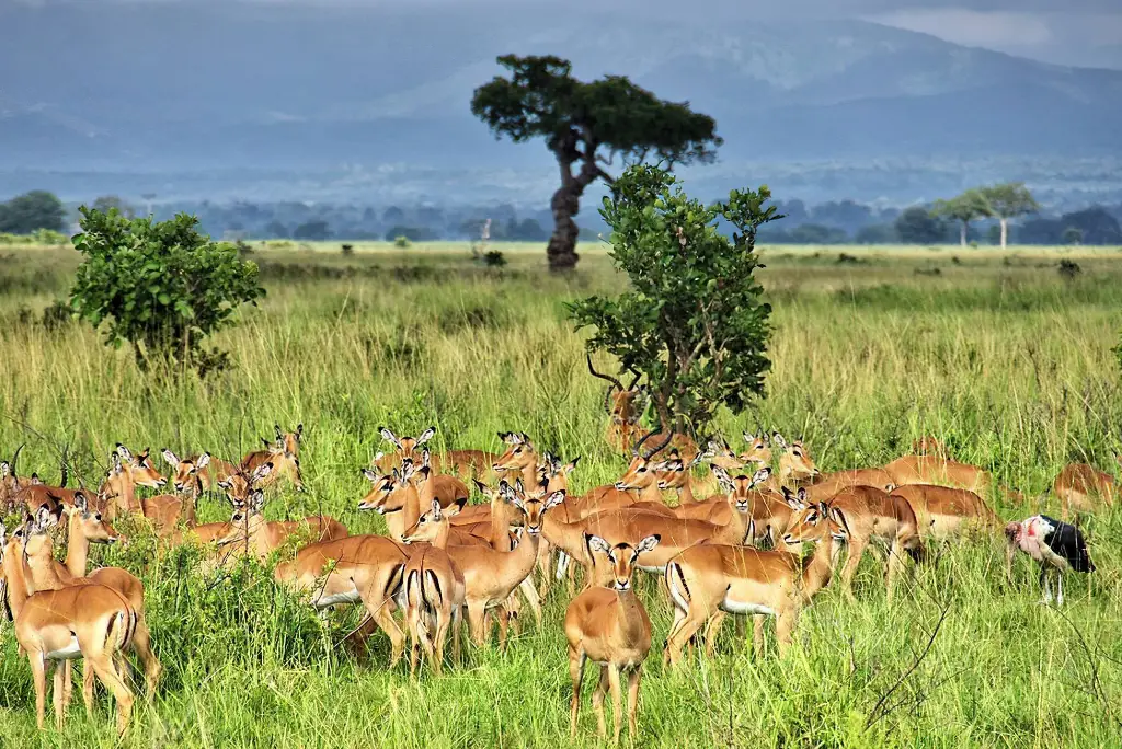 10-day-southern-tanzania-camping-safari-mikumi-ruaha-uluguru1