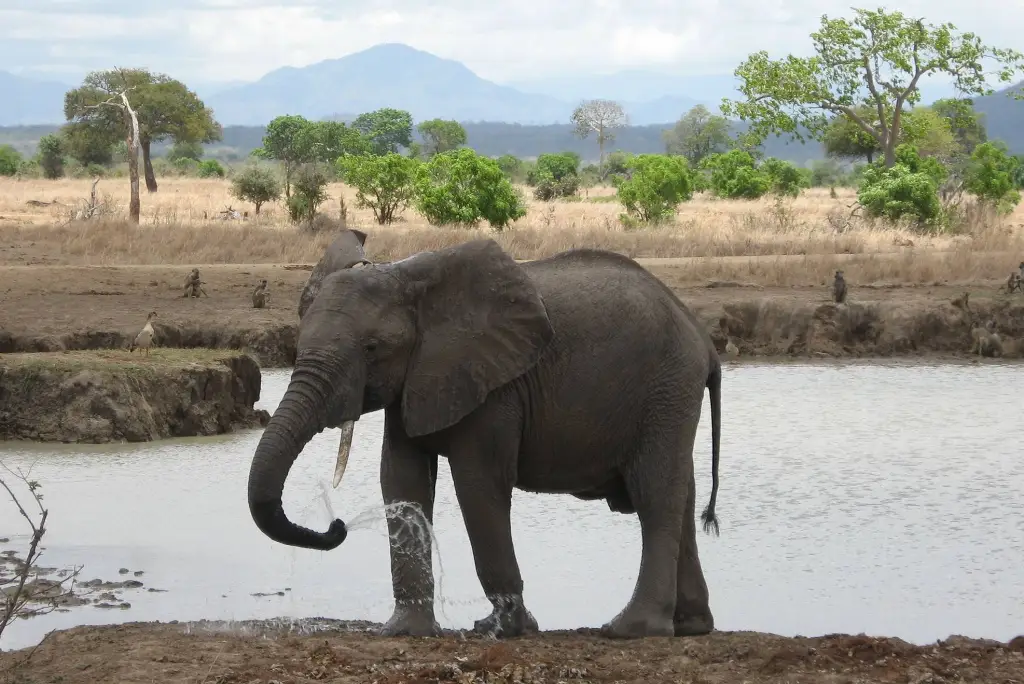 10-day-southern-tanzania-camping-safari-mikumi-ruaha-uluguru2
