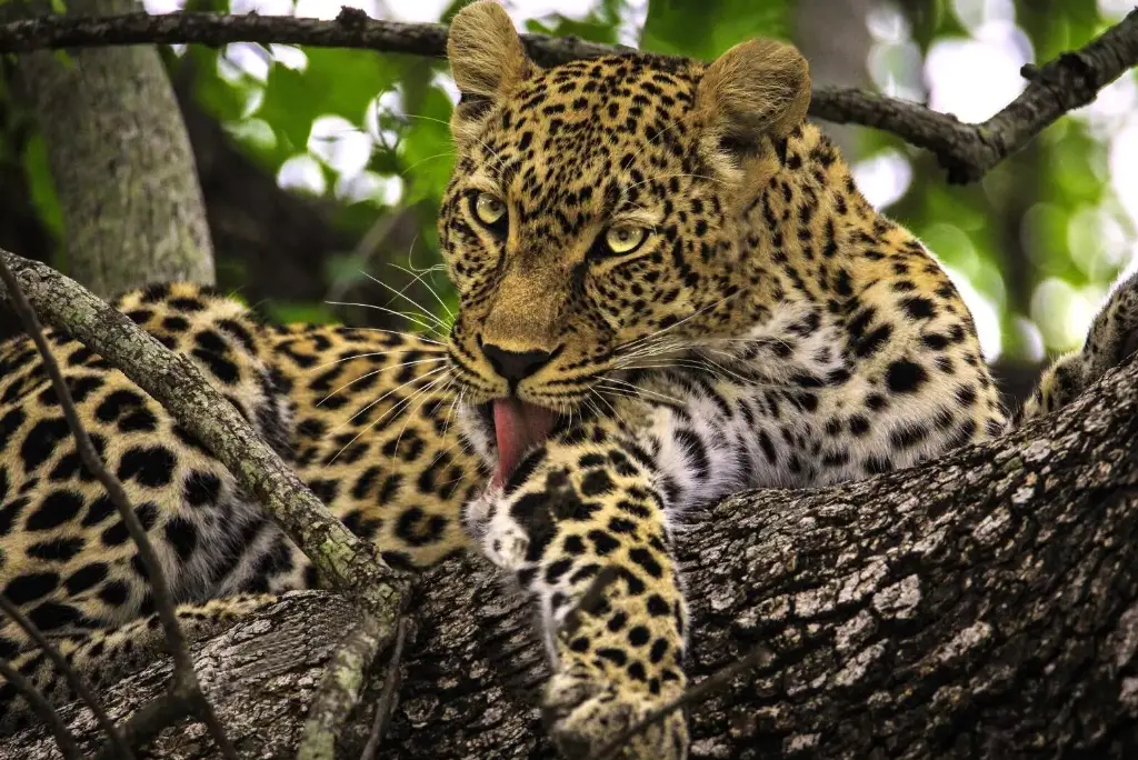 10-day-southern-tanzania-camping-safari-mikumi-ruaha-uluguru4
