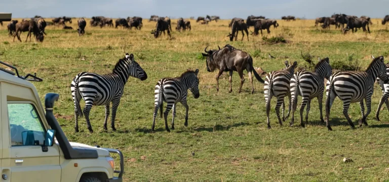 10  Days  Southern Tanzania Safari Itinerary – Selous, Mikumi, Ruaha & Udzungwa