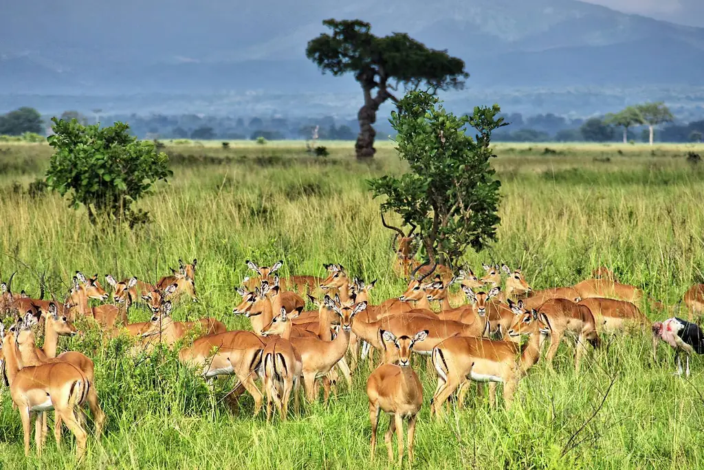10-day-southern-tanzania-safari4