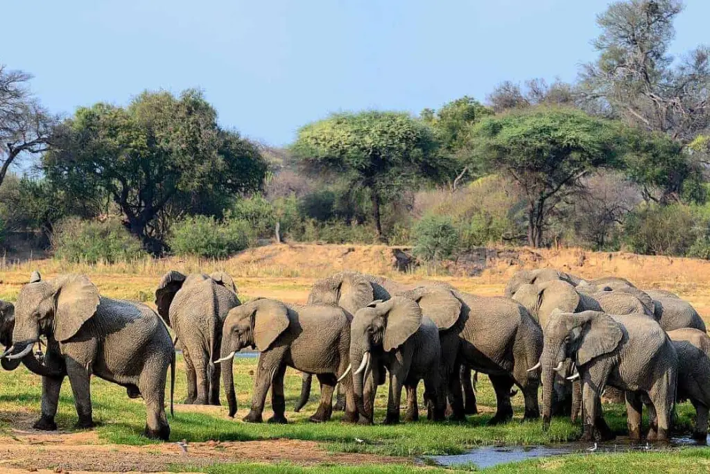 10-day-southern-tanzania-safari7