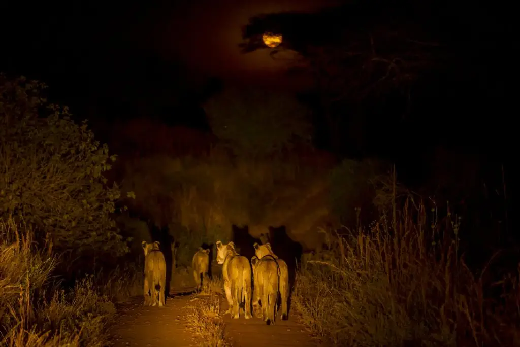 10-day-southern-tanzania-safari8