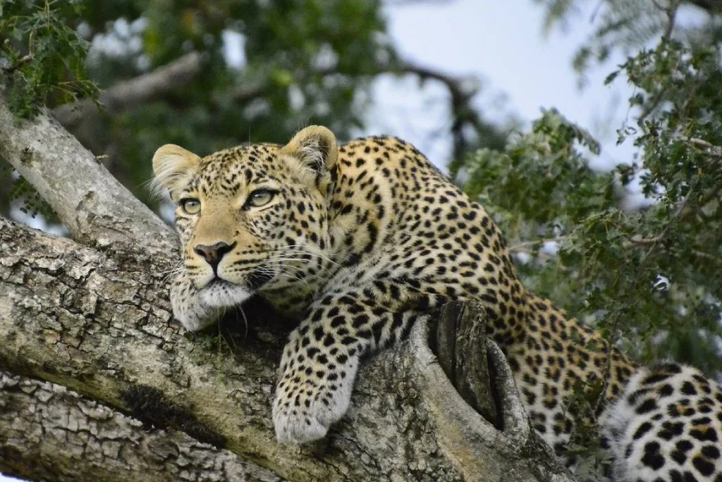 Selous Game Reserve Wildlife
