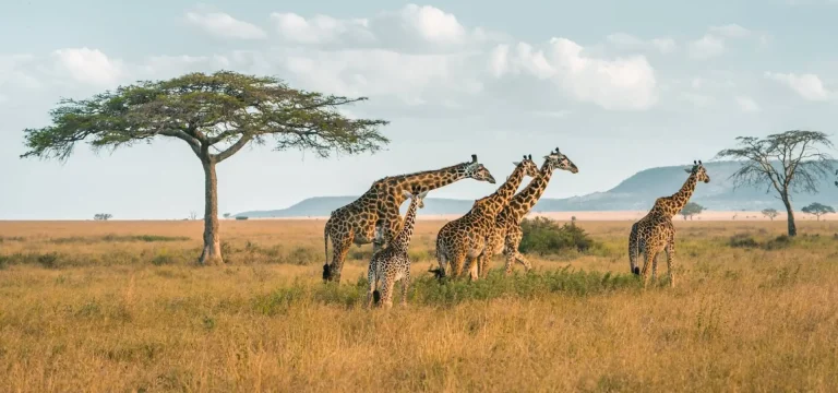 10  Days  Tanzania Safari & Zanzibar Beach Holiday | Serengeti to Zanzibar