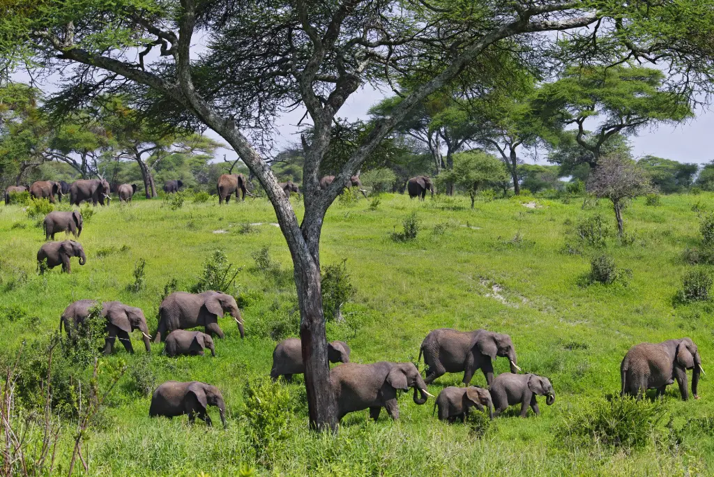 10-day-tanzania-safari-and-zanzibar-beach-itinerary2