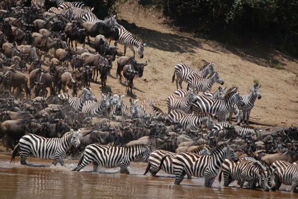 10-day-tanzania-safari-and-zanzibar-beach-itinerary3