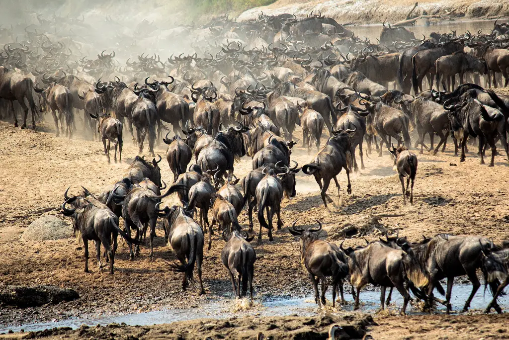 10-day-tanzania-safari-and-zanzibar-beach-itinerary4