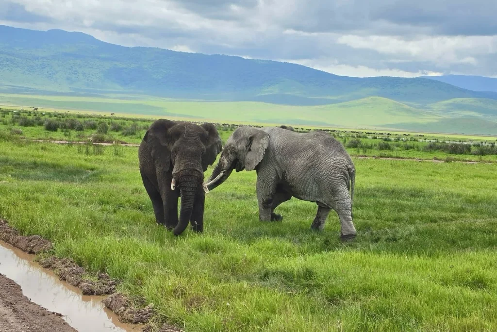 Ngorongoro Safari Attractions