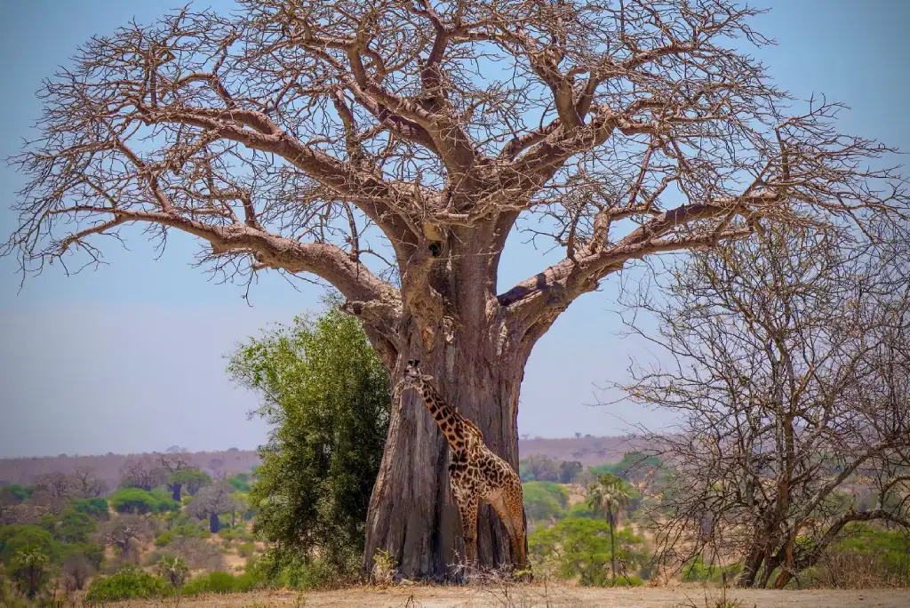 Tarangire Baobab Tree