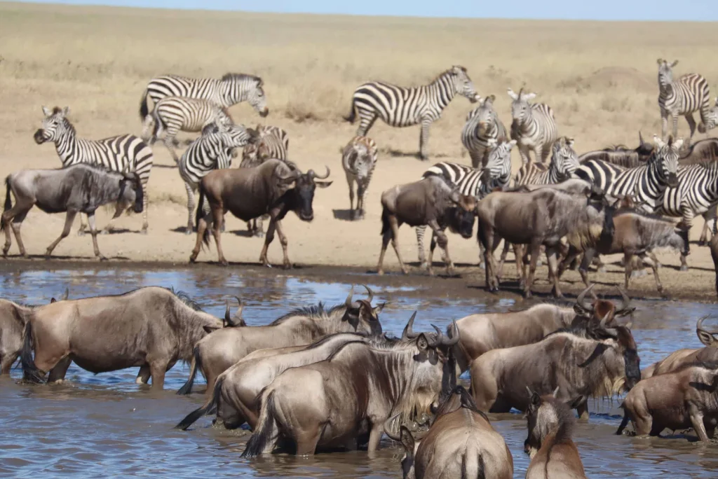 Serengeti Migration