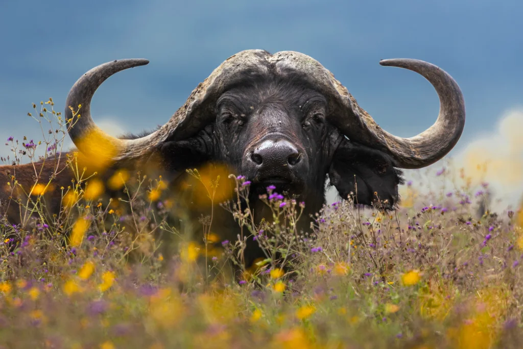 Ngorongoro Wildlife