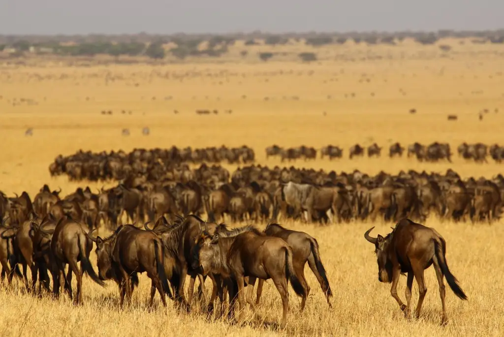 11-day-tanzania-safari-zanzibar-beach4