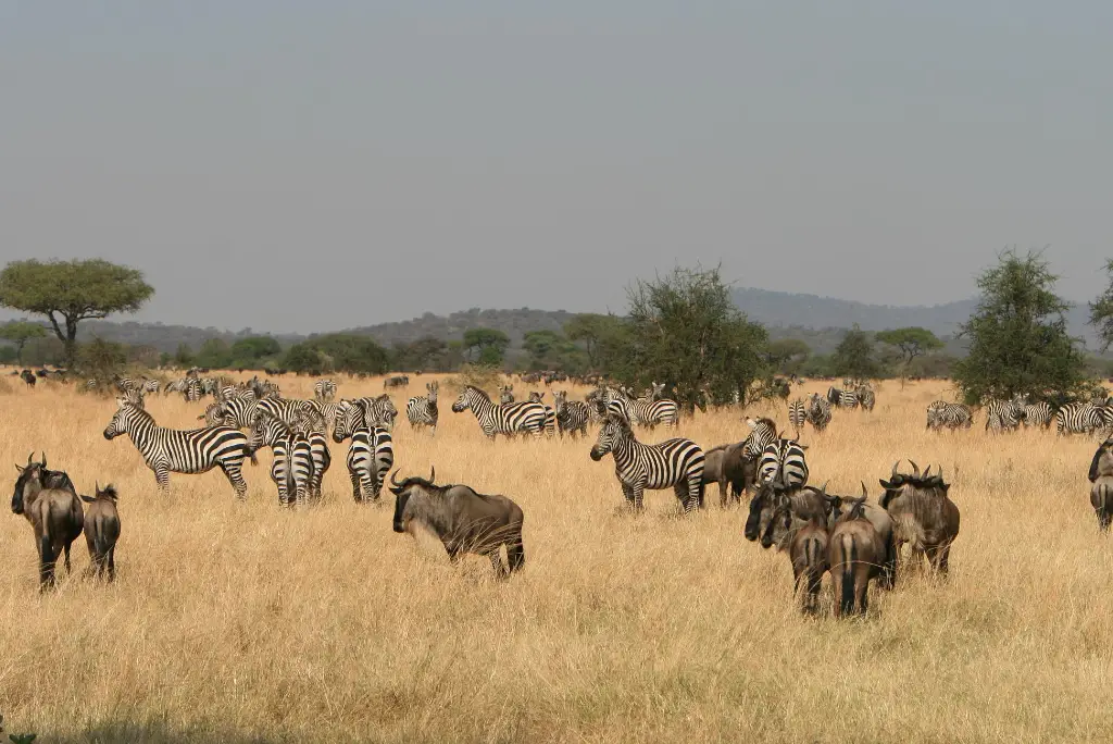 11-day-tanzania-safari-zanzibar-beach5