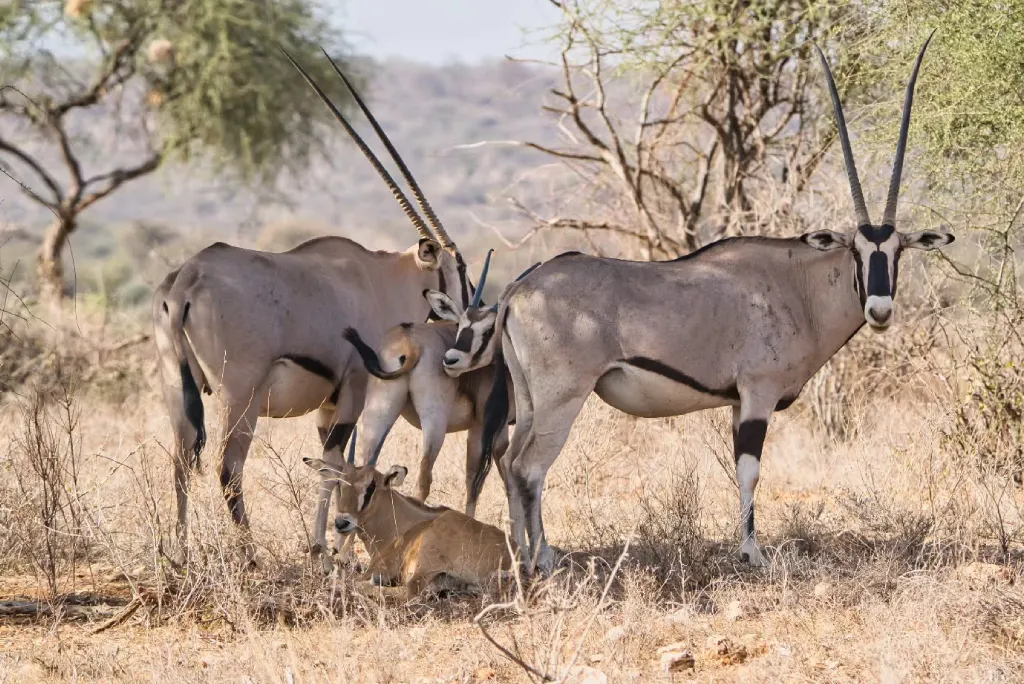 Samburu Wildlife