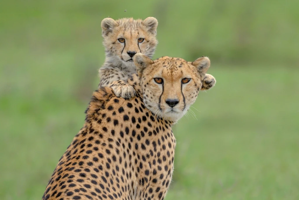Masai Mara Wildlife