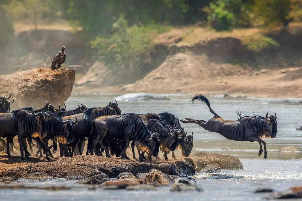 12-day-kenya-tanzania-safari-zanzibar5