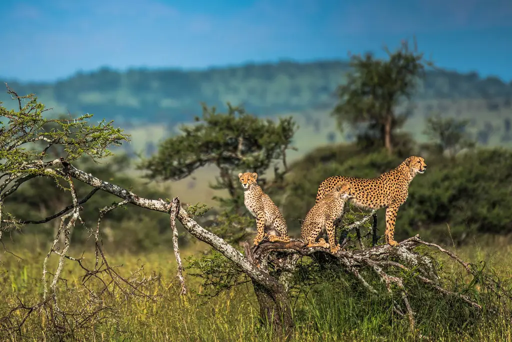 12-day-kilimanjaro-trek-and-tanzania-safari-itinerary10