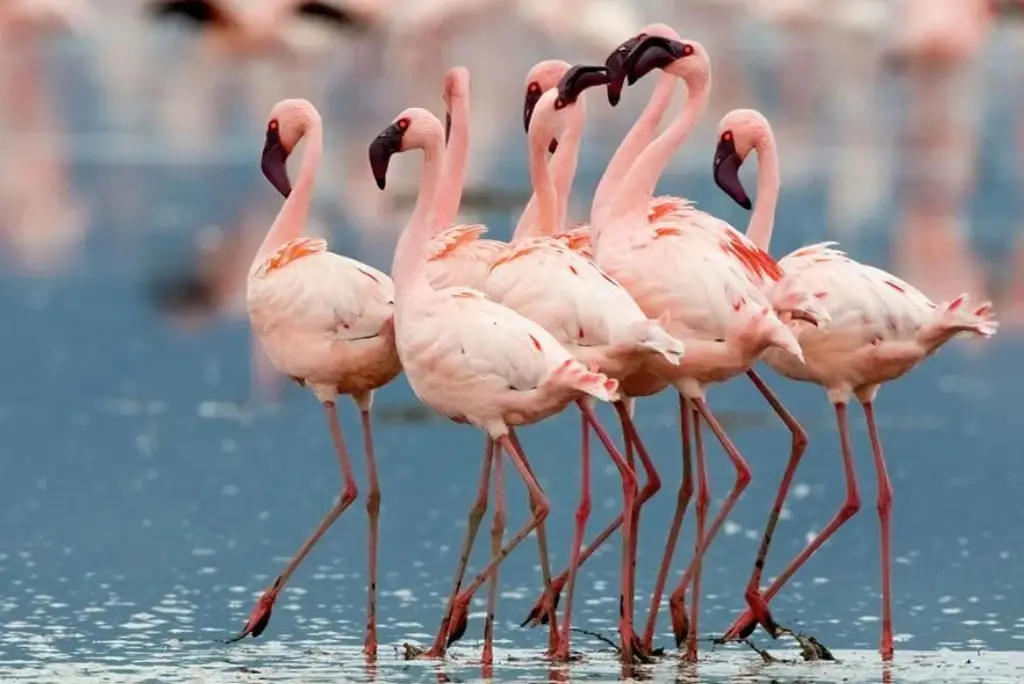 12-day-kilimanjaro-trek-and-tanzania-safari-itinerary8