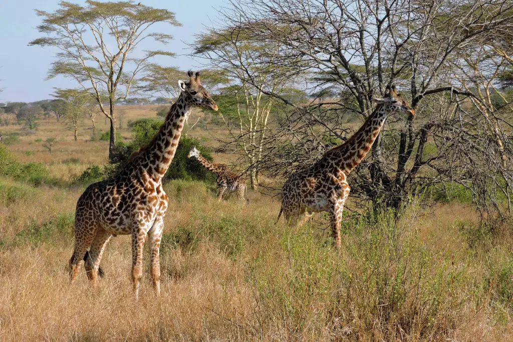 12-day-kilimanjaro-trek-and-tanzania-safari-itinerary9