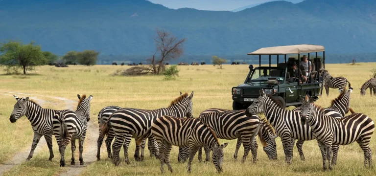 13  Days  Southern Tanzania Safari + Gombe Chimpanzee Tracking Tour