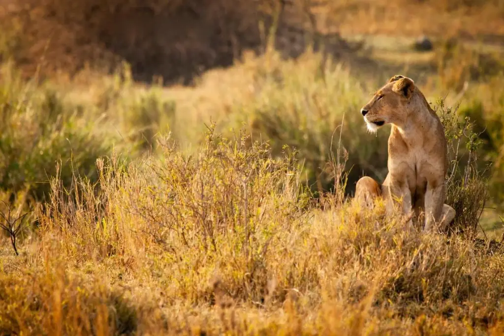 13-day-southern-tanzania-safari-itinerary5