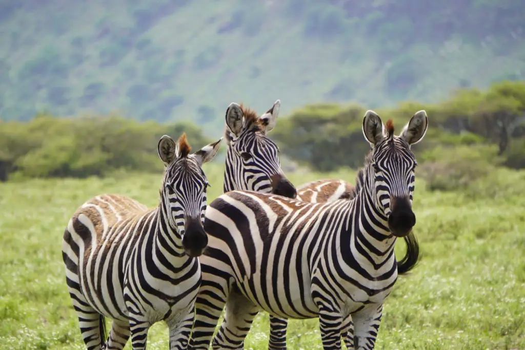 13-day-southern-tanzania-safari-itinerary6