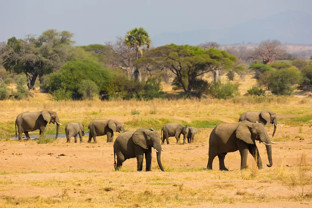 13-day-southern-tanzania-safari-itinerary7