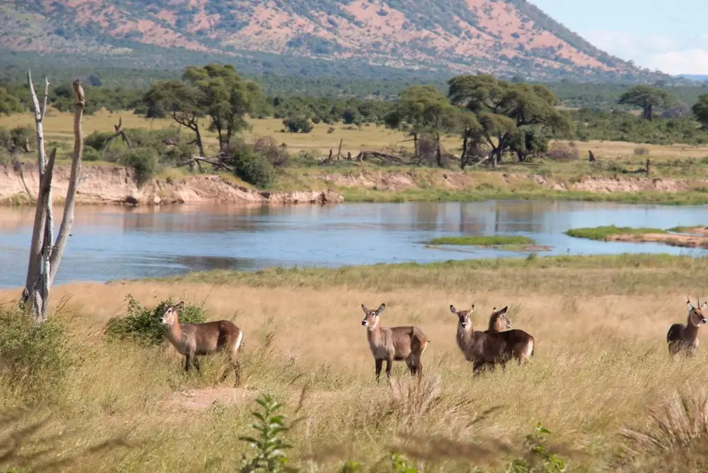 13-day-southern-tanzania-safari-itinerary8
