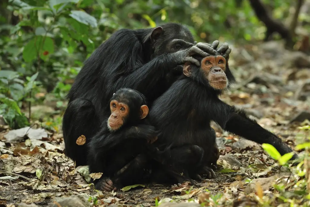 17-day-southern-tanzania-safari-gombe-chimpanzee-trekking-zanzibar12